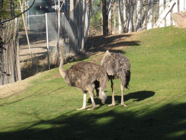 Ostrich
